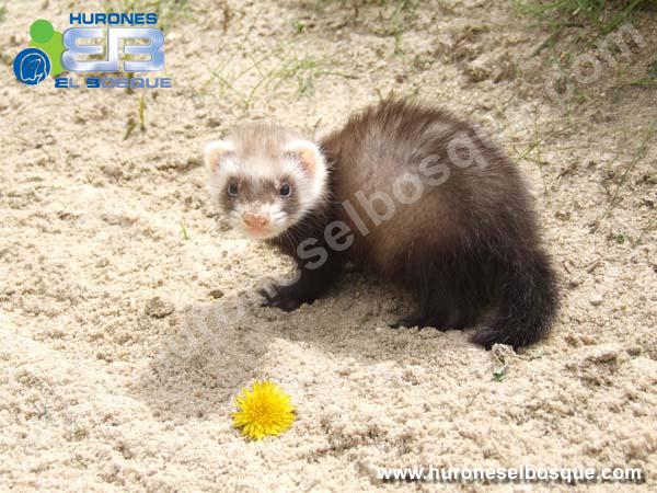 sable2
