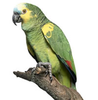 Hurones el Bosque Clinica Veterinaria - Amazona Aestiva