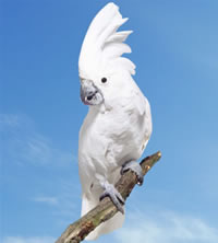 Hurones el Bosque Clinica Veterinaria - Cacatua Alba