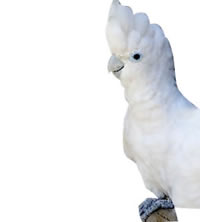 Hurones el Bosque Clinica Veterinaria - Cacatua Ducorpsi