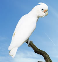 Hurones el Bosque Clinica Veterinaria - Cacatua Goffini