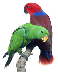 Hurones el Bosque Clinica Veterinaria - Eclectus