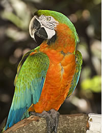 Hurones El Bosque Clinica Veterinaria - Guacamayo ara ararauna arlequin